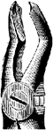 Tooth Extracting Forceps Childrens
