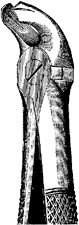 Tooth Extracting Forceps Childrens